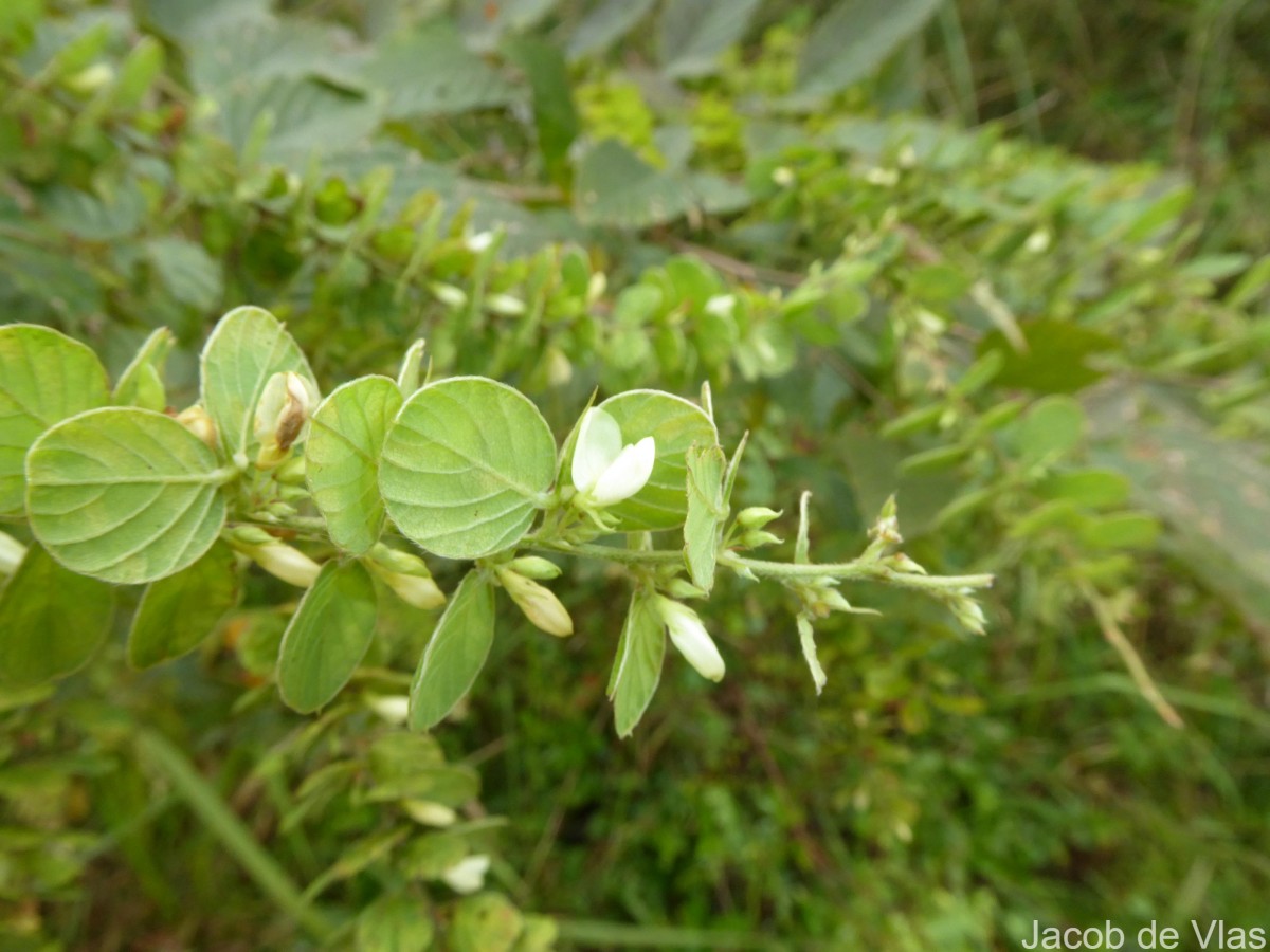 Phyllodium pulchellum (L.) Desv.